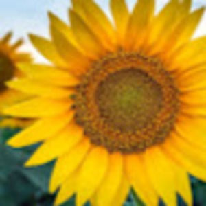 Meet your Posher, Carla